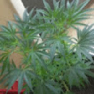 Meet your Posher, Billy